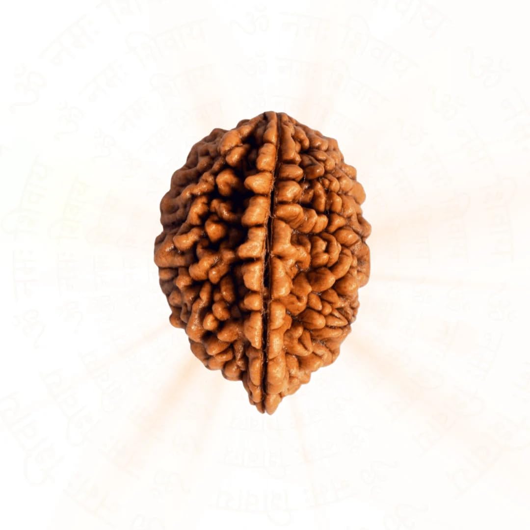 Natural 2 Mukhi Rudraksha image 2