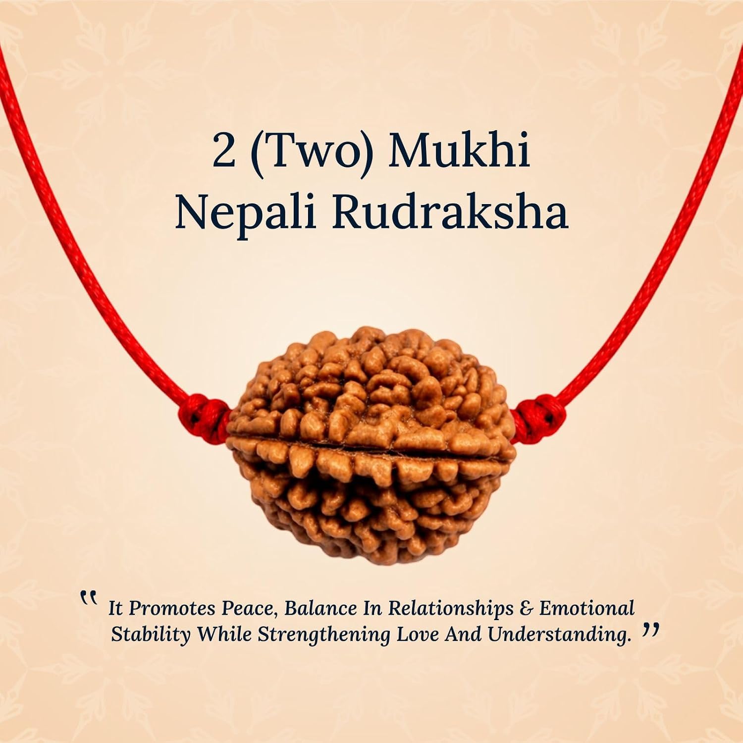 Natural 2 Mukhi Rudraksha image 4