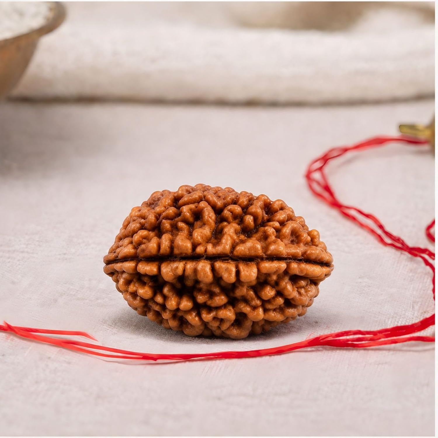 Natural 2 Mukhi Rudraksha image 5
